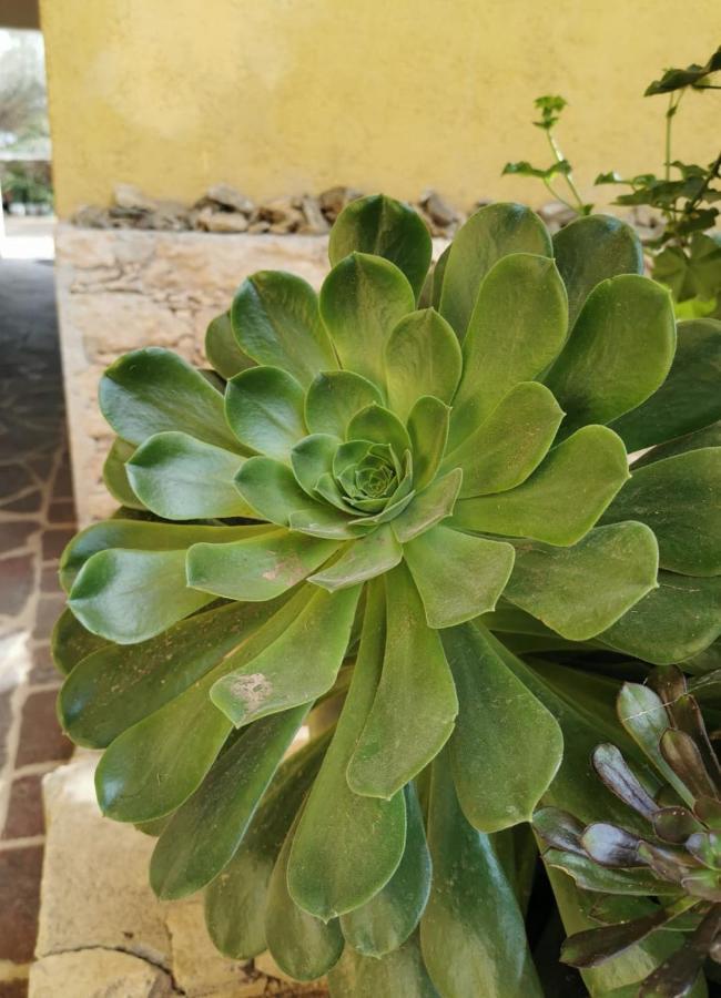 Posada Casa Del Minero Pozos  Ngoại thất bức ảnh